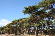 이도한의원을 둘러싼 적송림의 모습 - 이도의 모습들(앨범) - 이도한의원/포항한의원/틱장애/생리통/경근추나요법/과잉행동 이도한의원을 둘러싼... 