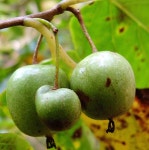 다래-머루-오미자 구분 - 산야초 구분 - 산바람 야생화 향기 다래-머루-오미자 구분