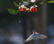 곤줄박이 - 풍경, 야생화 등 - 녹동귀농마을 곤줄박이