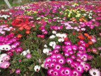 산내들민박 | 16년 산내들펜션 - Daum 카페 16년 산내들펜션