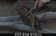 베어그릴스의 스컹크 맛 표현 - 인스티즈(instiz) 이슈 카테고리 베어그릴스의 스컹크 맛 표현