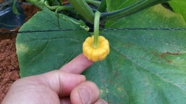 참샘골에 초미니 호박도 열렸어요. - 참샘골 호박이야기 - 참샘골호박농원 (호박손,호박손달인물,호박즙,호박죽) 참샘골에 초미니 호박도 열렸어요.