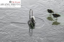 연잎 의자태 와 쇠물닭 - 앨범 - 전주 토요일 산악회 연잎 의자태 와 쇠물닭