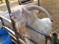 농장에 새로 들어온 씨수컷.. - 산양사진 - 숲속산양목장 농장에 새로 들어온 씨수컷..