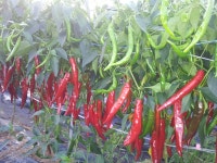 고추보다 맵다매워^^ - 농장 풍경 - 전일농장단풍사과 고추보다 맵다매워^^