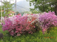 팬션앞 영산홍 - 우리들의 이야기 - 황토비목펜션 팬션앞 영산홍