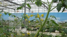 - 즐거운곳 - 다올닷컴 토마토농장 (남양주시 진접읍 내각리 807-19) 푸른숲조류관에 올해 토마토 수확이 한창입니다.