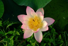 석조 지장보살님 담장 기와 불사안내 - 달마사 알림방 - 팔공산 달마사 석조 지장보살님 담장 기와 불사안내 