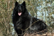 벨지안쉽도그 (벨지안쉽독) 테르뷰렌 그로넨달 반려견 분양(도그시장 독세일 애견 애완견) - ─‥‥‥‥벨지연 쉽독 소개 - 청정골푸르미... 