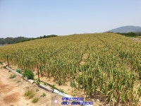 자은도 토지매매 - 신안 - 부동산 백화점 자은도 토지매매