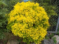 ♣부산 두구동 수림농원2 ♣ - 열린 방 - 부산 성동초등 동문카페 ♣부산 두구동 수림농원2 ♣