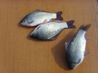 충북 진천 초평지 초평저수지 초평낚시터 초평팔팔좌대 초평팔팔낚시터 수상좌대 초평지조황 9월10일 - 조황정보 - ★초평지,초평낚시터... 