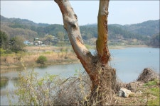 (사)대전문화유산울림 | 대청호 오백리길 4구간 *호반낭만길* - Daum 카페 대청호 오백리길 4구간 *호반낭만길*