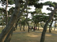 솔뫼성지 소나무 숲에서 - 카페 앨범 - 신앙연수과 솔뫼성지 소나무 숲에서