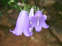 잔대-사삼의 효능 - 산약초 효능 - 산바람 야생화 향기 잔대-사삼의 효능