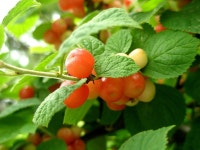 ◎* 그대 앵두 빛 사랑 *◎