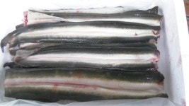 자연산 민물장어 - 자연산 민물고기 - 자연산민물고기판매 자연산 민물장어