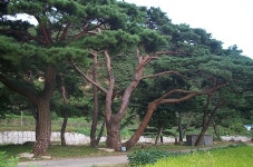 천지당(금대마을 동제 지내는곳) - 마을 이야기 - 금대마을 천지당(금대마을 동제 지내는곳)