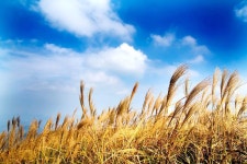 2017년 11월 12일(일요일) 황금빛 갈대가 무성한 백운장(1003.5m)... 2017년 11월 12일(일요일) 황금빛 갈대가 무성한 백운장(1003.5m) 산행 안내