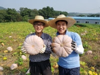 채널A 시골에산다 이상인씨와 참샘골 맷돌호박 촬영 - 참샘골 호박이야기 - 참샘골호박농원 (호박손,호박손달인물,호박즙,호박죽) 채널A... 