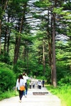 가평 잣향기 푸른숲, 잣숲으로의 힐링 초대 : 기획기사 : 경기도뉴스포털