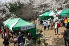 [꽃놀이]향긋했던 부천 도당산 벚꽃축제