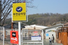 [꽃놀이]향긋했던 부천 도당산 벚꽃축제