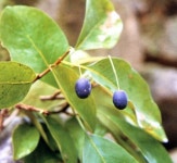 이팝나무-조팝나무 구분 - 산야초 구분 - 산바람 야생화 향기 이팝나무-조팝나무 구분