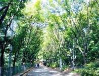 [시가 있는 풍경] 초록의 향연 - 문화 예술≡ - 서대문시니어기자단 [시가 있는 풍경] 초록의 향연