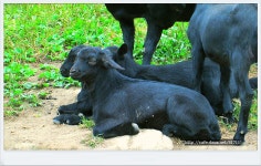 봉학산방 | 잘자란 슈퍼아기염소와 평화로운 흑염소목장. - Daum 카페 잘자란 슈퍼아기염소와  평화로운 흑염소목장.