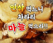 인삼 먹느니 차라리 마늘 먹으라. - 정보/ 건 강 /힐 링 - 귀산촌 귀농 평안농장 인삼 먹느니 차라리 마늘 먹으라.
