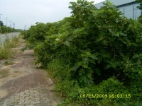 무화과의 고장 영암에서는~~~~ - 귀농,창업정보 - 왕궁기러기농장 무화과의 고장 영암에서는~~~~