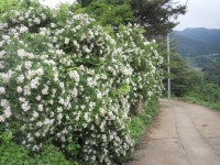 전곡초교15회 | 그리운 농촌풍경 - Daum 카페  그리운 농촌풍경