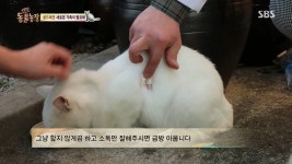 [동물농장] 우리집 불청객 골드 - 인스티즈(instiz) 이슈 카테고리 [동물농장] 우리집 불청객 골드