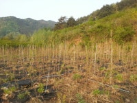 2014.4.15. 죽림. 이팝지주세우기 - 블루엔젤 - 꽃과나무 농장 (주) 임해원 2014.4.15. 죽림. 이팝지주세우기