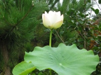 연기르기 - 전원주택과 화단 - 사거리 교회 연기르기