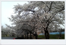 청도의 벚꽃_2 (청도야외공연장, 공설운동장입구)/ [2014. 04. 04, 퇴근하며 집에 오던 길에...] - ♧ 카페 앨범 - 합천인덕사 청도의 벚꽃_2... 