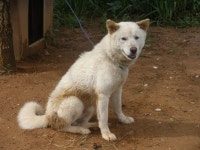 서천입니다. - 한국 진도견연구소 종견 - 한국진도견연구소 서천입니다.