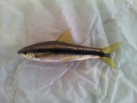 줄몰개와 돌고기! - 태화강 탐사이야기 - 태화강여울 줄몰개와 돌고기!