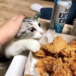 식탐 넘치는고양이 - 악플달면 쩌리쩌려버려 - ＊여성시대＊ 차분한 20대들의 알흠다운 공간 식탐 넘치는고양이