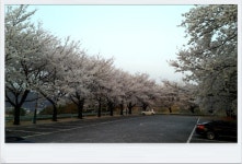 청도의 벚꽃_2 (청도야외공연장, 공설운동장입구)/ [2014. 04. 04, 퇴근하며 집에 오던 길에...] - ♧ 카페 앨범 - 합천인덕사 청도의 벚꽃_2... 