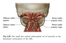 후두하근과 경추 부정렬에 관한 생체역학 - 해부학 연결선과 부정렬 - 치료적 맞춤운동, 비타미네, 영성 연구소 후두하근과 경추 부정렬에 관한... 