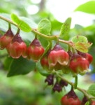 정금나무-검노린재나무-모새나무 구분 - 산야초 구분 - 산바람 야생화 향기 정금나무-검노린재나무-모새나무 구분