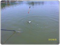 등대바다낚시터 5월/25일 금요일 조황입니다