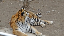 대전 동물원, 대전 오! 월드.동물의 낙원. - 대전 소식 - 미니어처 헤븐 Miniature Heaven 대전 동물원, 대전 오! 월드.동물의 낙원.