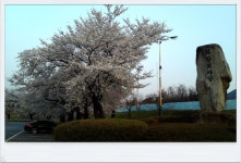 청도의 벚꽃_2 (청도야외공연장, 공설운동장입구)/ [2014. 04. 04, 퇴근하며 집에 오던 길에...] - ♧ 카페 앨범 - 합천인덕사 청도의 벚꽃_2... 