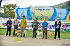 2016 한국진도개관리협회 진도전람회 입상견 및 대상견 - ▣~자유게시판 - 서해안 진돗개 2016 한국진도개관리협회 진도전람회 입상견 및 대상견