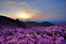 황매산골유흥주점 | 황매산 철쭉(산철쭉)(2019.05.10) - 자유게시판 - 미투리산악회 황매산 철쭉(산철쭉)(2019.05.10)