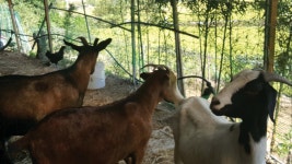 한정 보아농장 - 상담 010-6489-1245 - 한정 보아농장 소개 - 보어 염소농장 한정 보아농장 - 상담 010-6489-1245