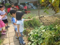 지역별 김치의 유래(고구마줄기 김치) 소개 - △▶…┏한결농장 공개┓ - 한결어린이집 지역별 김치의 유래(고구마줄기 김치) 소개